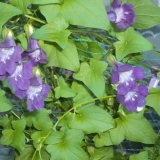 Kovrdžavi jednogodišnji cvjetovi